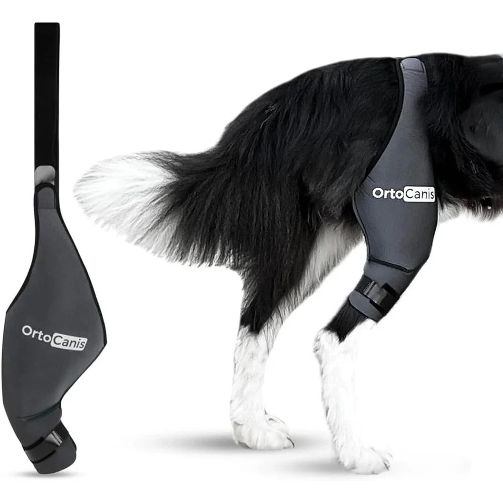 Large Size Dog Knee Brace for Right Hind Leg – Ortocanis ACL Support‎